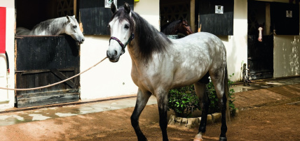 Hôtel Mövenpick Resort Sharm El Sheikh 5*, Séjour Egypte, Sharm El Sheikh par Ôvoyages Hôtel Mövenpick Resort Sharm El Sheikh 5*, Séjour Egypte, Sharm El Sheikh par Ôvoyages