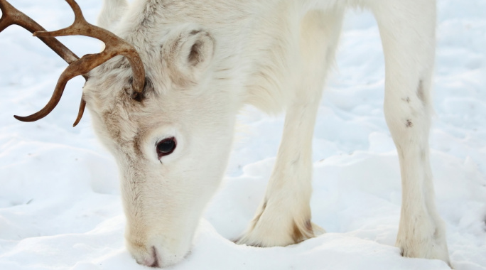 Hôtel Suomutunturi (activités à la carte incluses), Séjour Finlande, Laponie par Ôvoyages Hôtel Suomutunturi (activités à la carte incluses), Séjour Finlande, Laponie par Ôvoyages