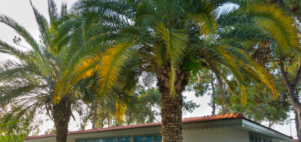 Hôtel Linda Resort 5*, Séjour Turquie, Antalya par Ôvoyages Hôtel Linda Resort 5*, Séjour Turquie, Antalya par Ôvoyages