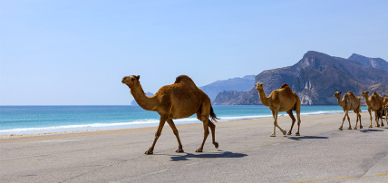 Grand Hyatt Muscat 5*, Séjour Oman par Ôvoyages Grand Hyatt Muscat 5*, Séjour Oman par Ôvoyages